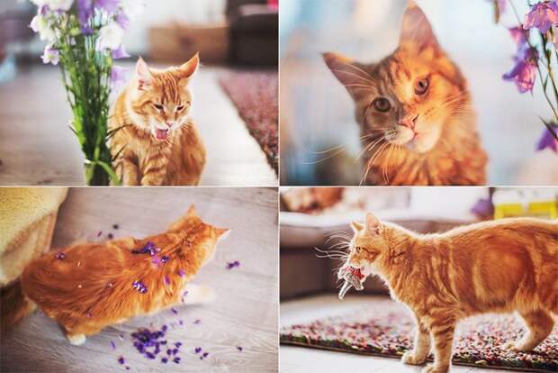 Причудливые фотографии кошки Котлетки от Кристины Макеевой Котлетки, Макеевой, кошки, от Кристины, причудливые, фото, фотографии