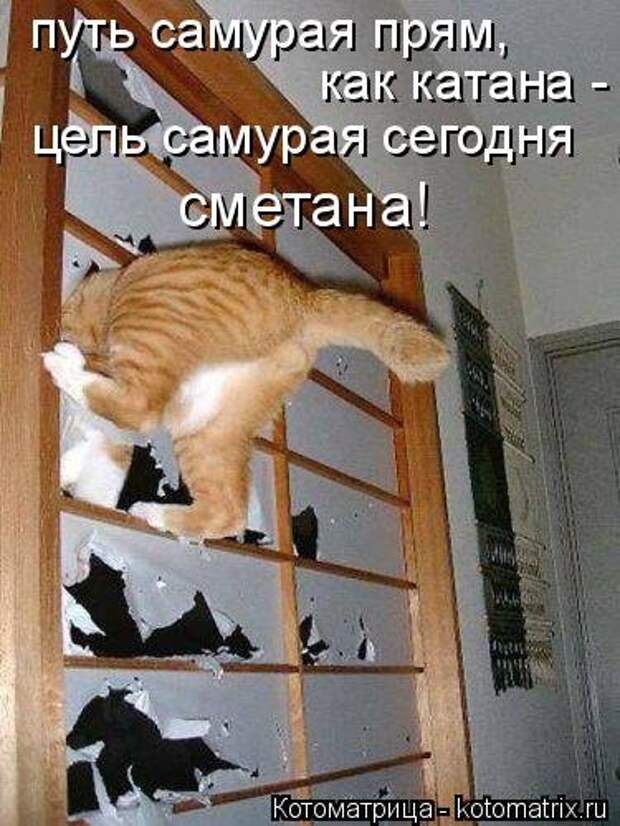 Свежая котоматрица (22 шт)