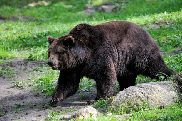 Медведи после спячки идут к помойкам, предупредили жителей Финляндии