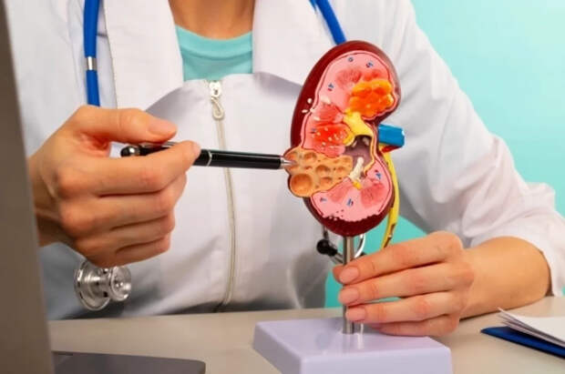 Нефролог Моисеев рассказал, как защититься от хронических заболеваний почек
