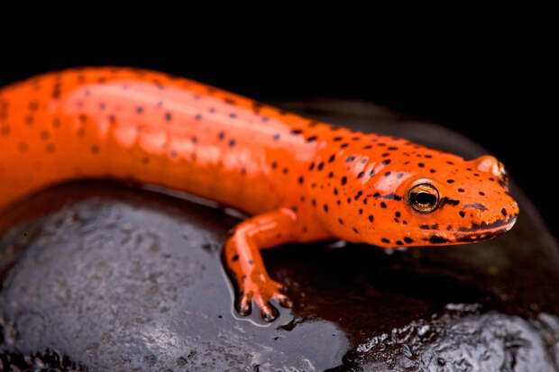 Красный тритон (лат. Pseudotriton ruber)