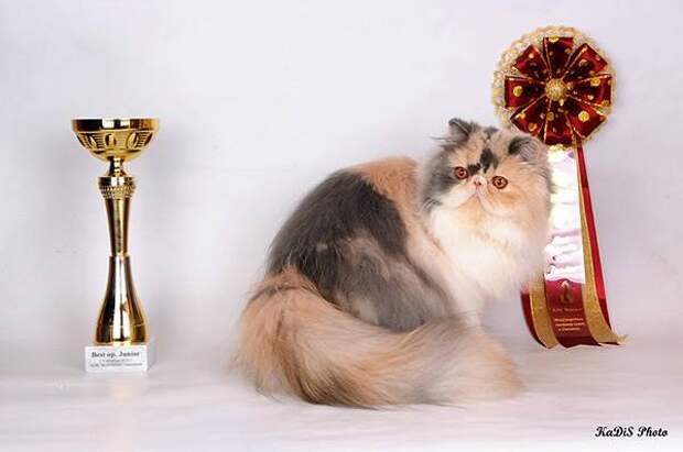 Персидская кошка экстремал (Persian Cats Extreme), фото породы кошек фотография