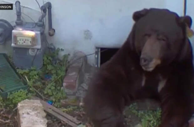 Чёрный медведь почти месяц живёт под домом в Калифорнии