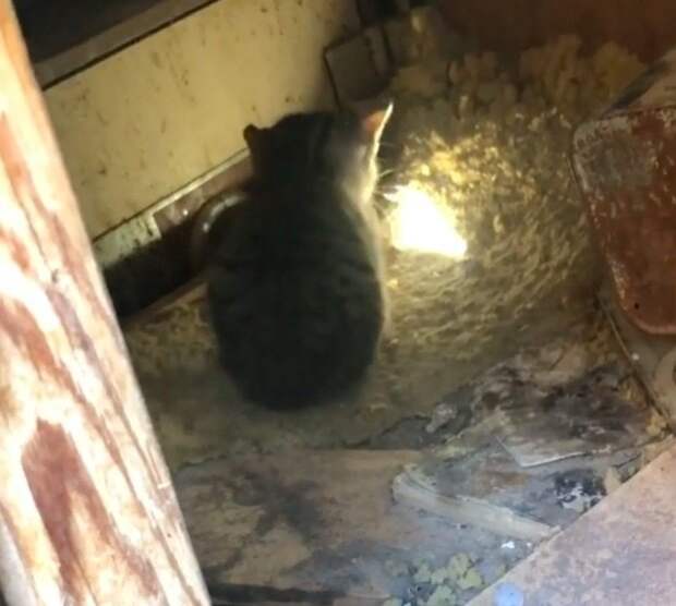 мужчина спас котенка котенок в ловушке