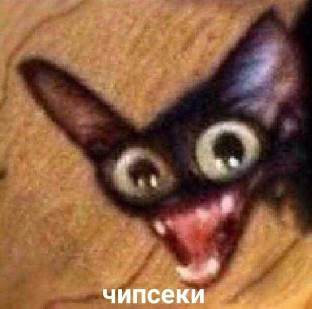 чипсеки мем с котом