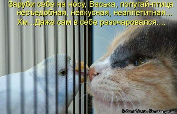 Лучшие котоматрицы за неделю