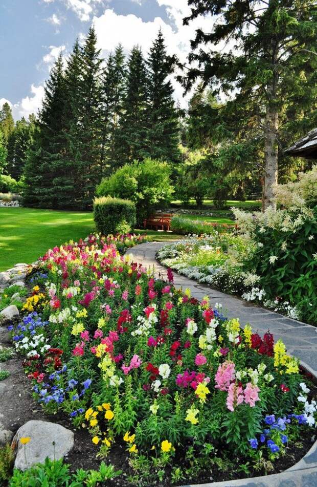 Яркие разноцветные антирринумы  - красивая окантовка садовых дорожек 