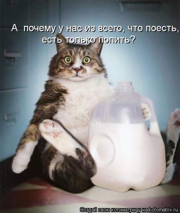 Лучшие котоматрицы за неделю