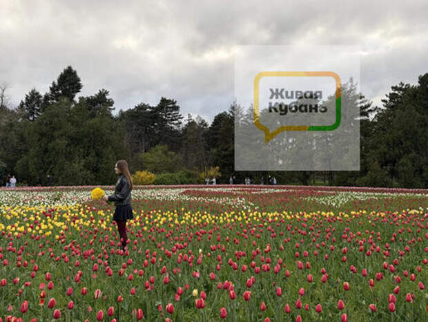 Вытаптывают клумбы и оставляют горы мусора: как выглядит дендрарий Краснодара во время цветения тюльпанов