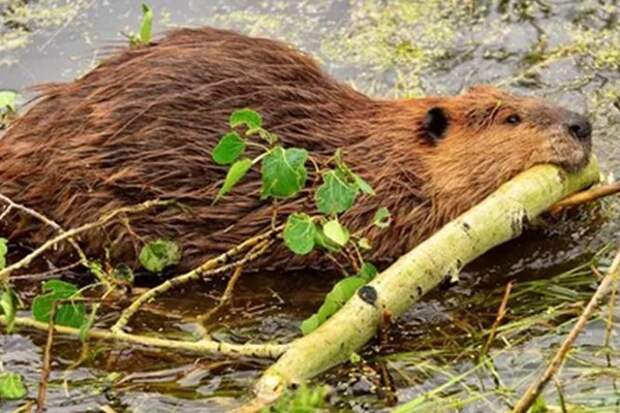 Только по разрешениям: с 1 сентября открывается охота на бобра и выдру.