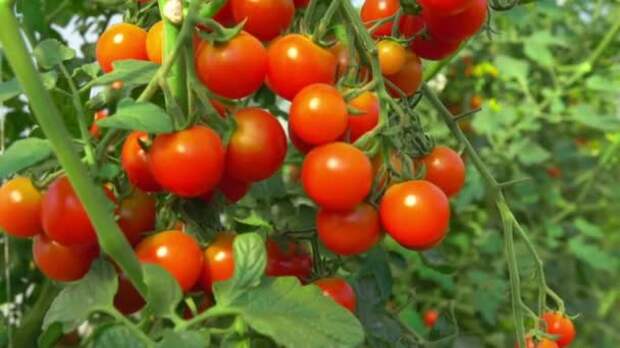Картинки по запросу cherry tomatoes