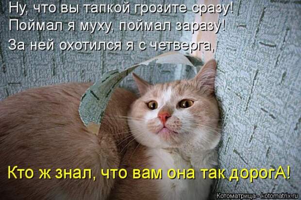 Лучшие котоматрицы недели (50 фото)