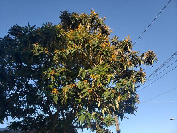 Чилийское дерево