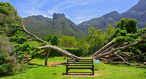 Национальный ботанический сад Кирстенбош (Kirstenbosch National Botanical Garden)