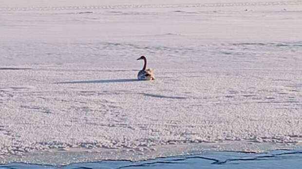 В Алтайском крае заметили белого лебедя с серьезной травмой крыла