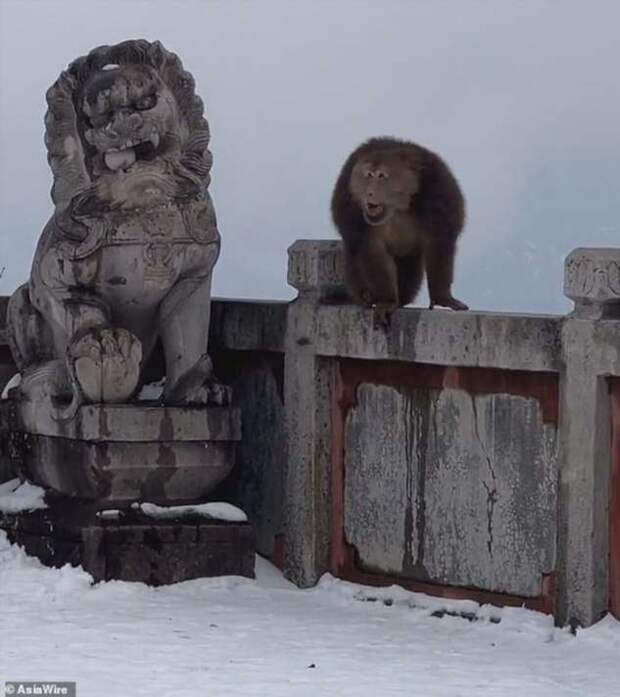 В Китае пять обезьян напали на туриста