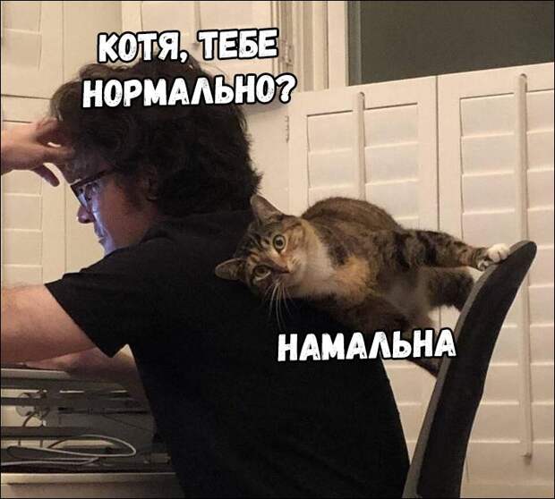 прикольные картинки