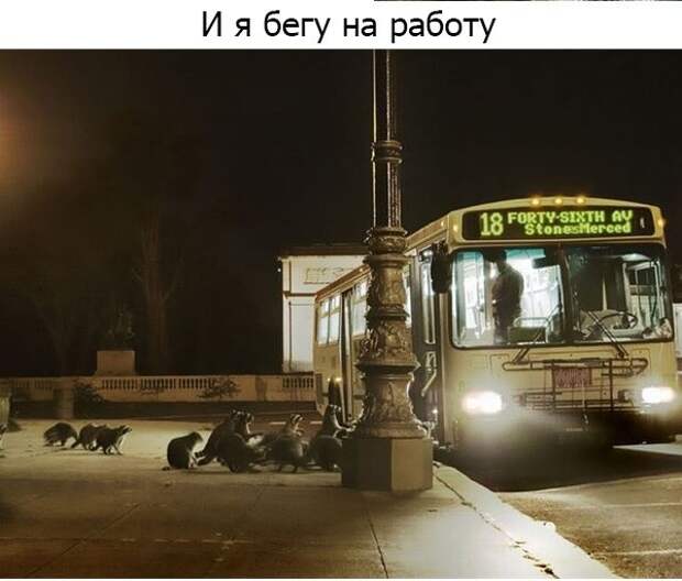Один день из жизни енота, рассказанный самим енотом один день из жизни енота, день енота, рассказывает енот, как проводит день енот