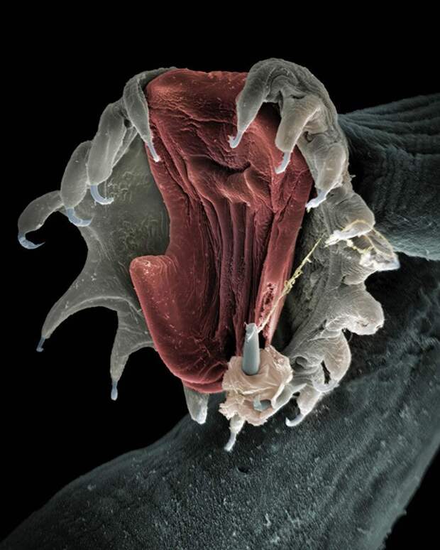 Паразит Gyrodactylus salaris жизнь, интересно, под микроскопом, познавательно, фотограф