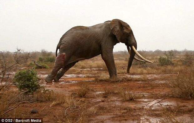 Спасение раненного слона трогательное, истории, спасение, животные