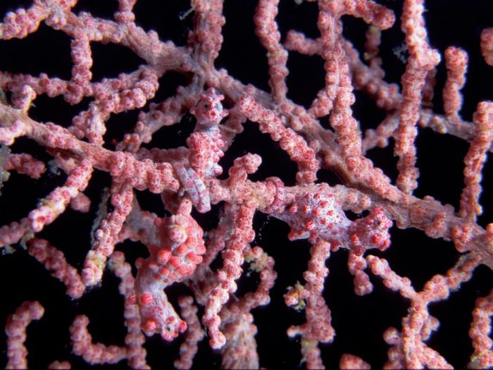 Удивительный природный камуфляж (38 фото)