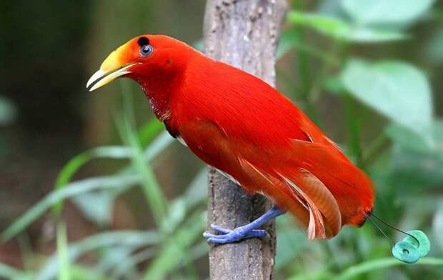 Красная райская птица.