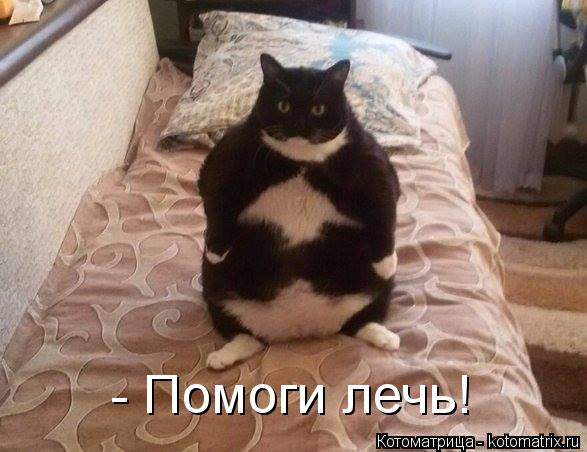 Котоматрица: - Помоги лечь!
