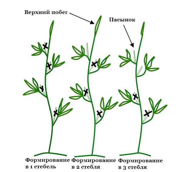 Схема формирования куста томата