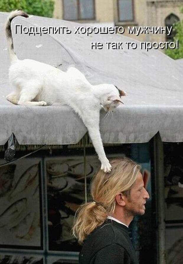 кот, прикол, юмор