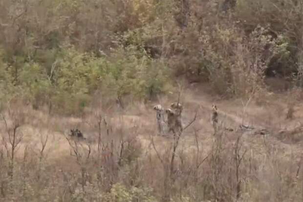 Дрон снял, как четыре бойца ВСУ сдались в плен говорящему роботу