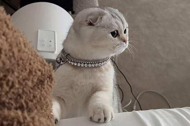 Модель Кайли Дженнер осудили за то, что она относится к кошке как к аксессуару