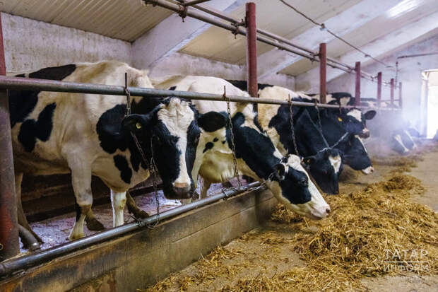 Татарстанда фермерлар саны, алар җитештергән ит, сөт ник кими – корылтайдан төп фикерләр