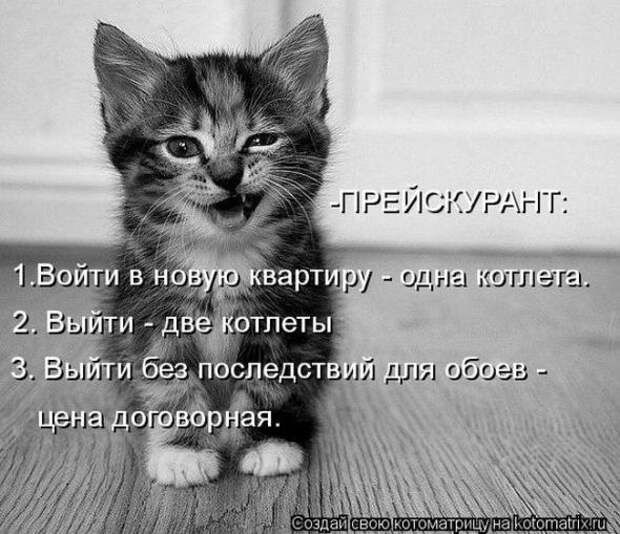 Котоматрицы (картинки с надписями)