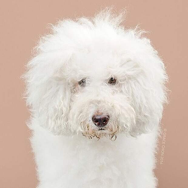 Собаки до и после стрижки