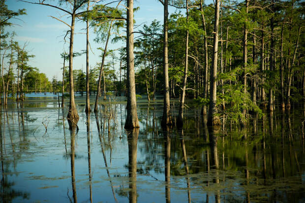5. Луизиана, США: жизнь на болоте интересно, место жительства, путешествия