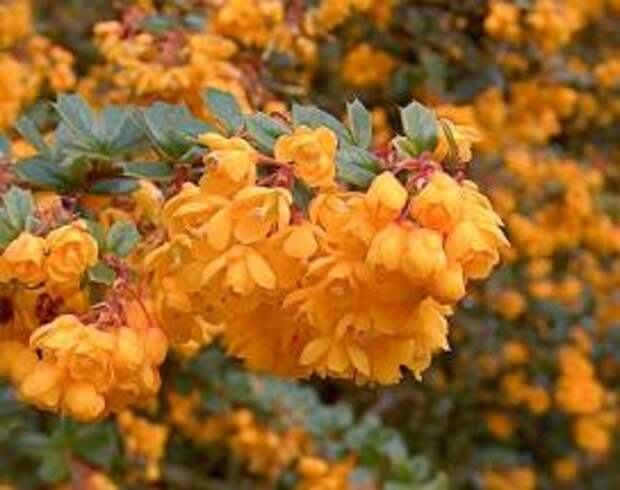 Барбарис (berberis)