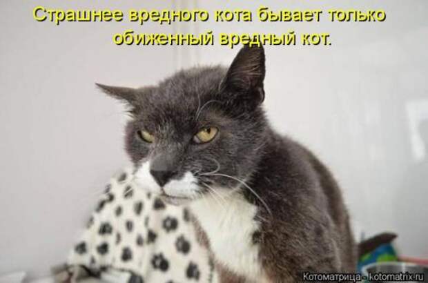 Котоматрицы(картинки с надписями)