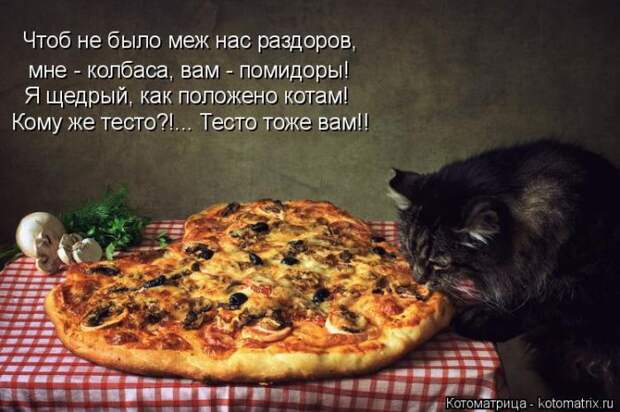 Лучшие котоматрицы недели (50 фото)