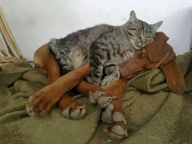 кошки многогранные личности 