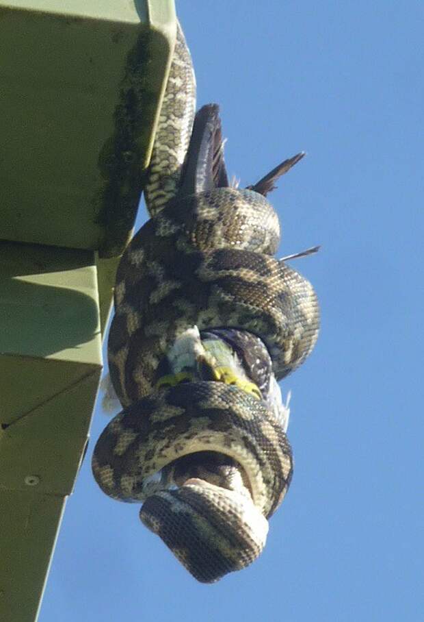 А тем временем в Австралии А тем временем в Австралии австралия, животные, змея