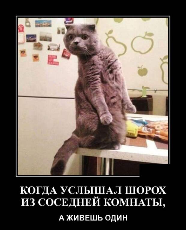 Демотиваторы (30 фото)