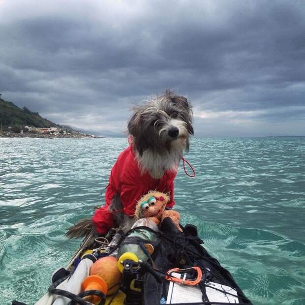 По Средиземному морю на каяке: мужчина уволился с работы и отправился в плавание вместе с собакой  Средиземное море, животные, каяк