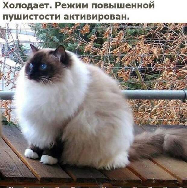Прикольные фотомемы (26 шт)