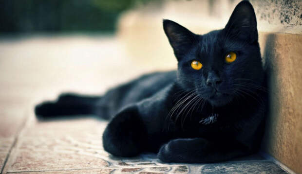 Black-Cat-990x618