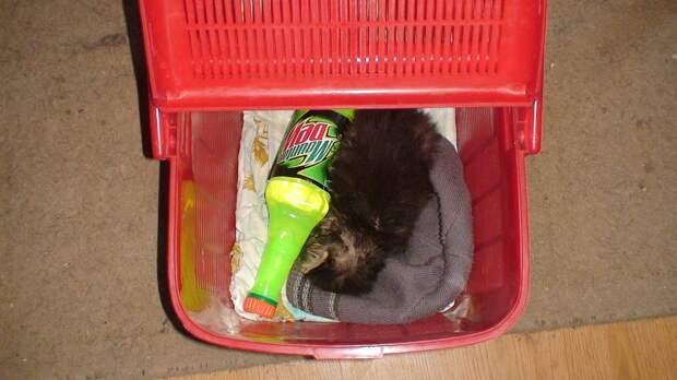 котенок в переноске