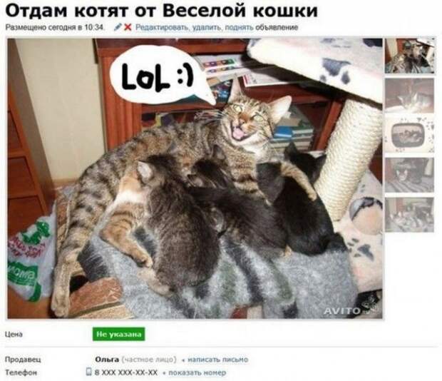 У грустного кота появился конкурент У грустного кота появился конкурент в хорошие руки, отдам даром, прикол, юмор