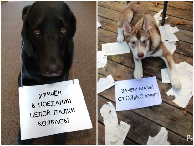 15 собак, которые провинились и ни капли не стыдятся содеянного 15 собак, которые провинились и ни капли не стыдятся содеянного забавно, забавные животные, истории, питомцы, собаки, фото, хозяева