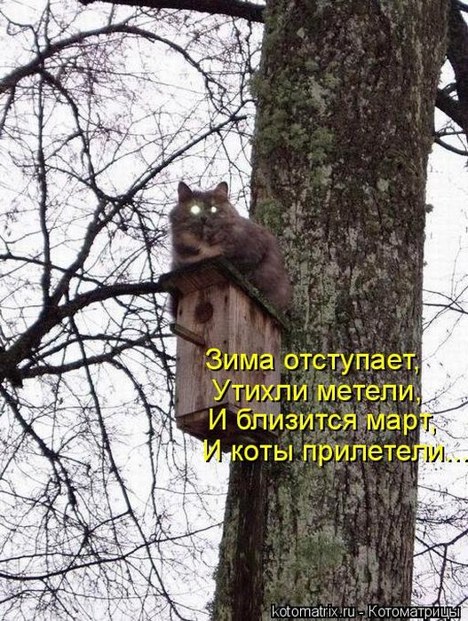 Лучшие котоматрицы недели (50 фото)
