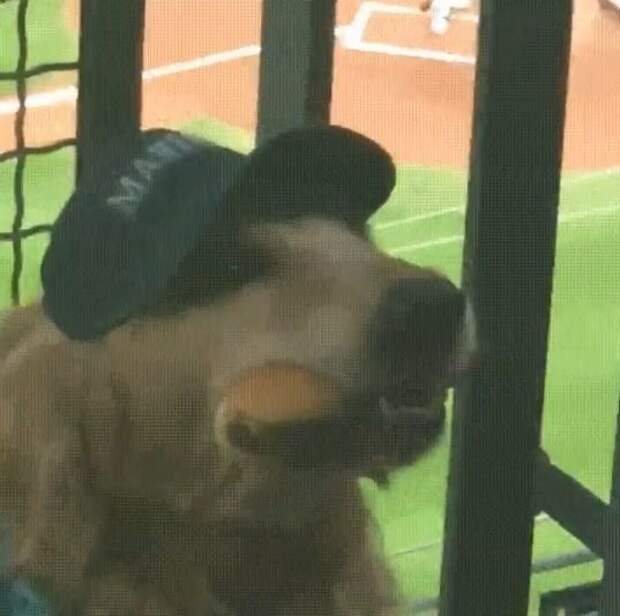 Пёс терпеливо держал во рту хот-дог, пока владелец пытался его сфотографировать бейсбол, еда, животные, прикол, собака, сша, хот-дог