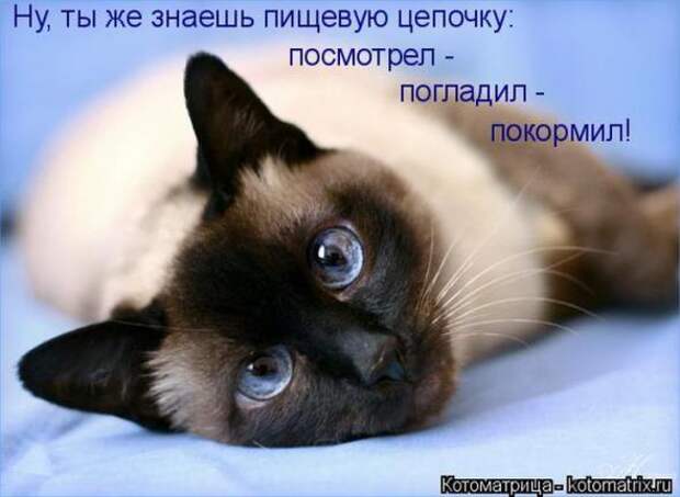 Котоматрицы (картинки с надписями)